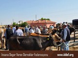 Adak Kurbanı Kimlere Verilmez Diyanet