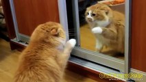 Funny Videos _ Funny Cats _ Funny Vines _ Cool Cute Videos #2