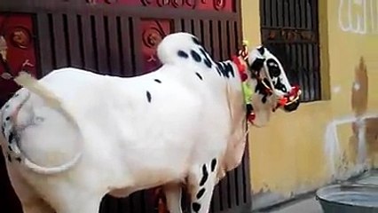 Dangerous || Beautiful Cow Qurbani || Eid ul azha 2014 || HD ✔