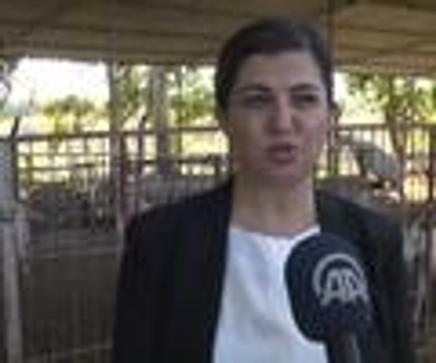 Ön yargı, keçi eti tüketimini azaltıyor