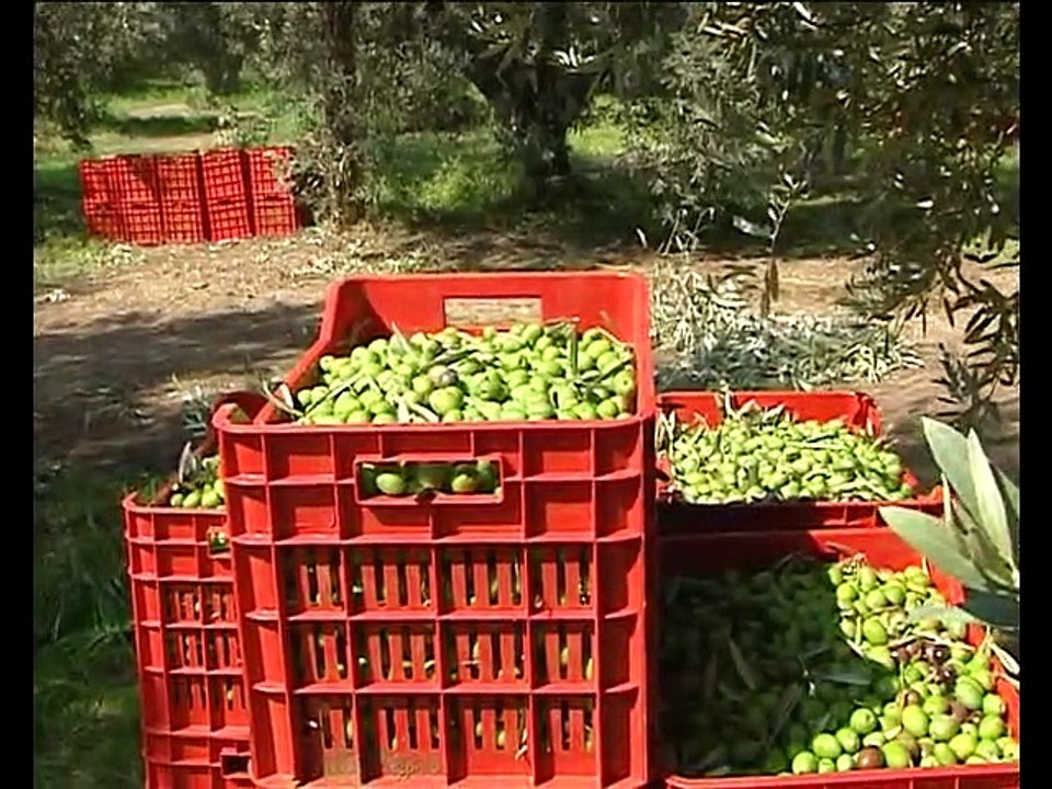 Στις αποθήκες τους κρατούν τις ελιές τους οι αγρότες της Φθιώτιδας