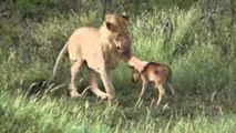 Antilop yavrusunu koruyan aslan