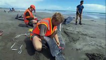 50 whales die after stranding in New Zealand