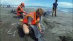 50 whales die after stranding in New Zealand