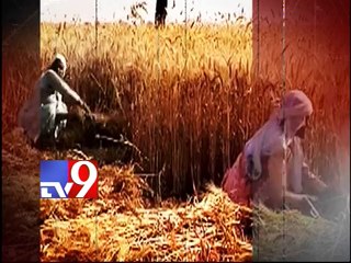 Salt deposits contaminate earth, affect crop yield