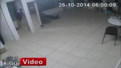 Katil Köpekler, Güvenlik Görevlisini Böyle Parçaladı!