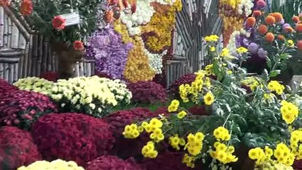 CRIZANTEME-flori minunate de toamna