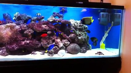 Tarek Hazimeh - Aquarium 1