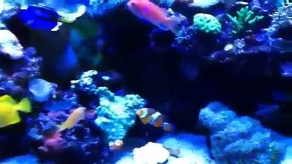 Tarek Hazimeh - Aquarium