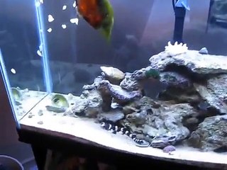 Tarek Hazimeh - Aquarium 3