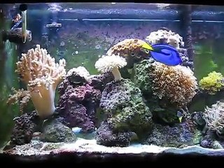 Tarek Hazimeh - Aquarium 4