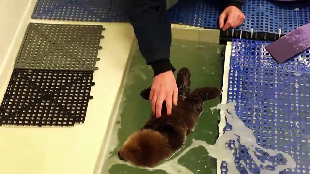 Un bébé loutre apprend à nager avec des humains