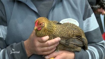 La 10e exposition nationale d’aviculture à Challans