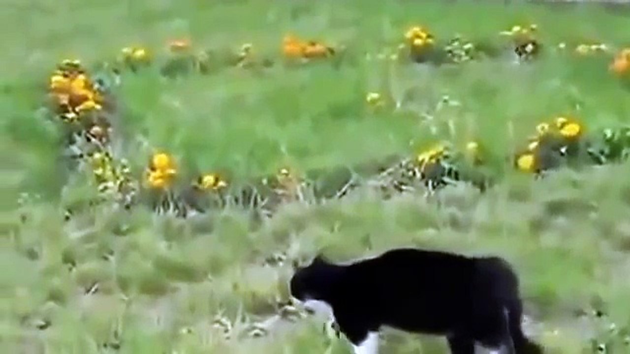 Chat drole - vidéos de chats droles - chat trop -