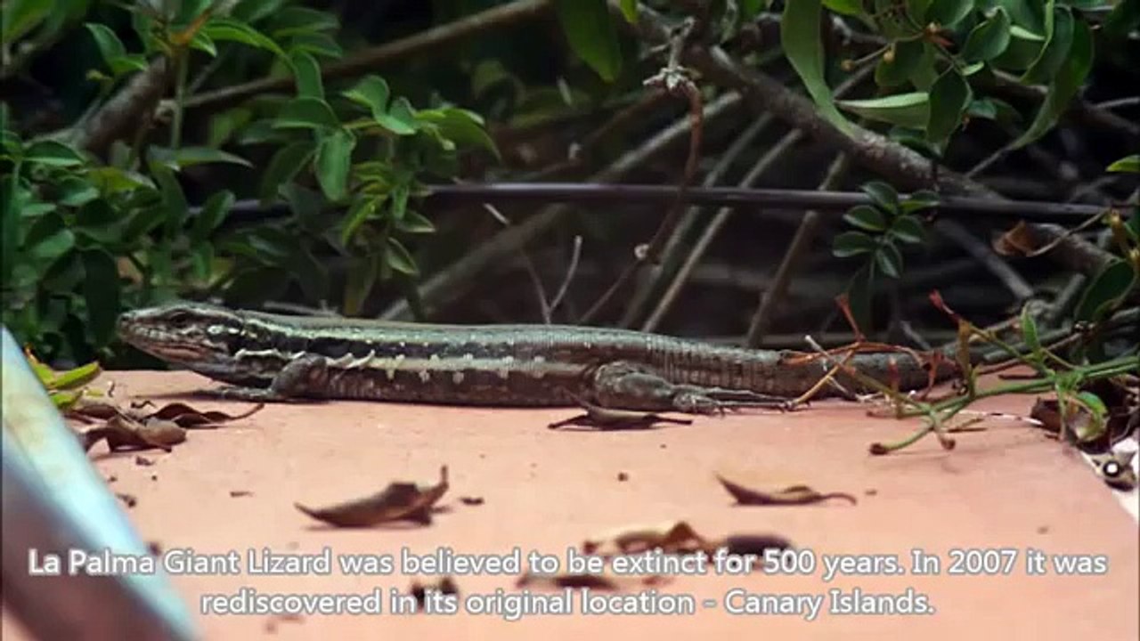 Top 10 Strange Extinct Creatures That Were Rediscovered