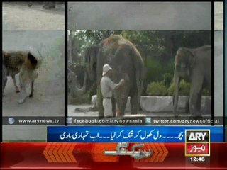 Funny Way to Climb An Elephant