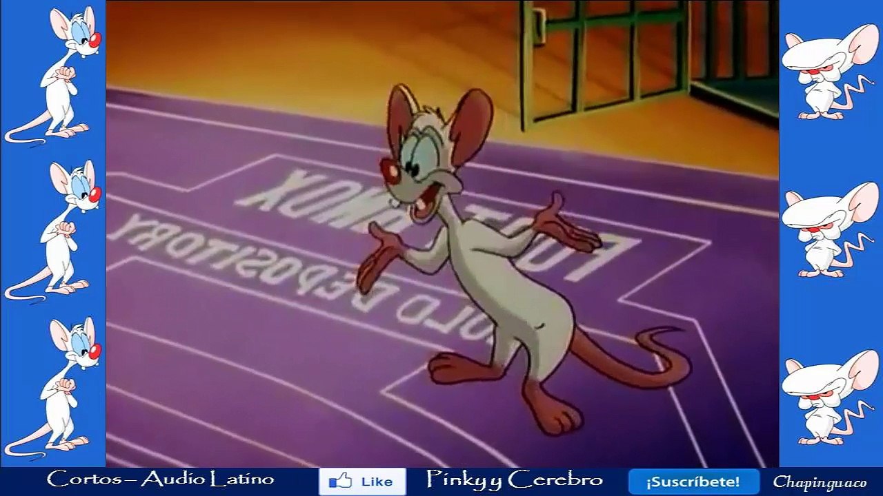 Pinky y Cerebro - Una dorada oportunidad