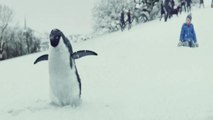 John Lewis Creates Adorable Christmas Ad Starring a Penguin