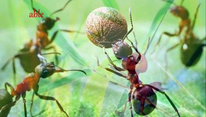 Ο μέρμηγκας - Μάνος Λοΐζος