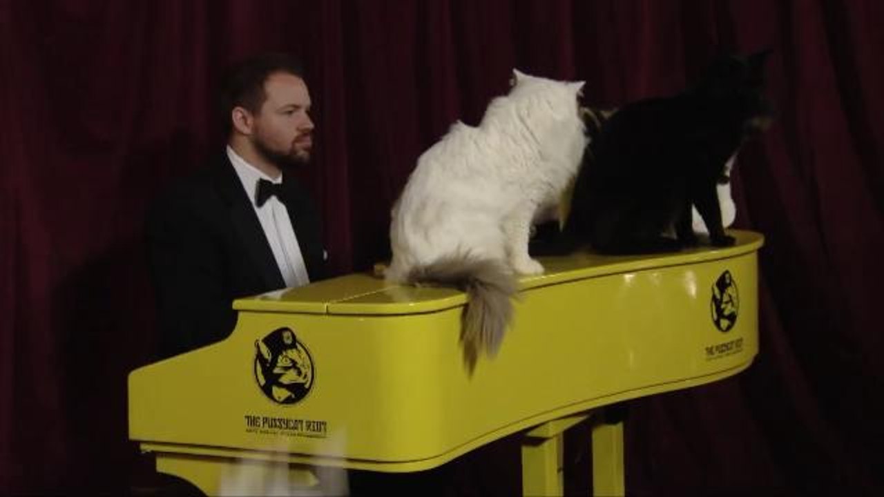 Piano Plays Music In Frequencies Designed for Cats' Ears