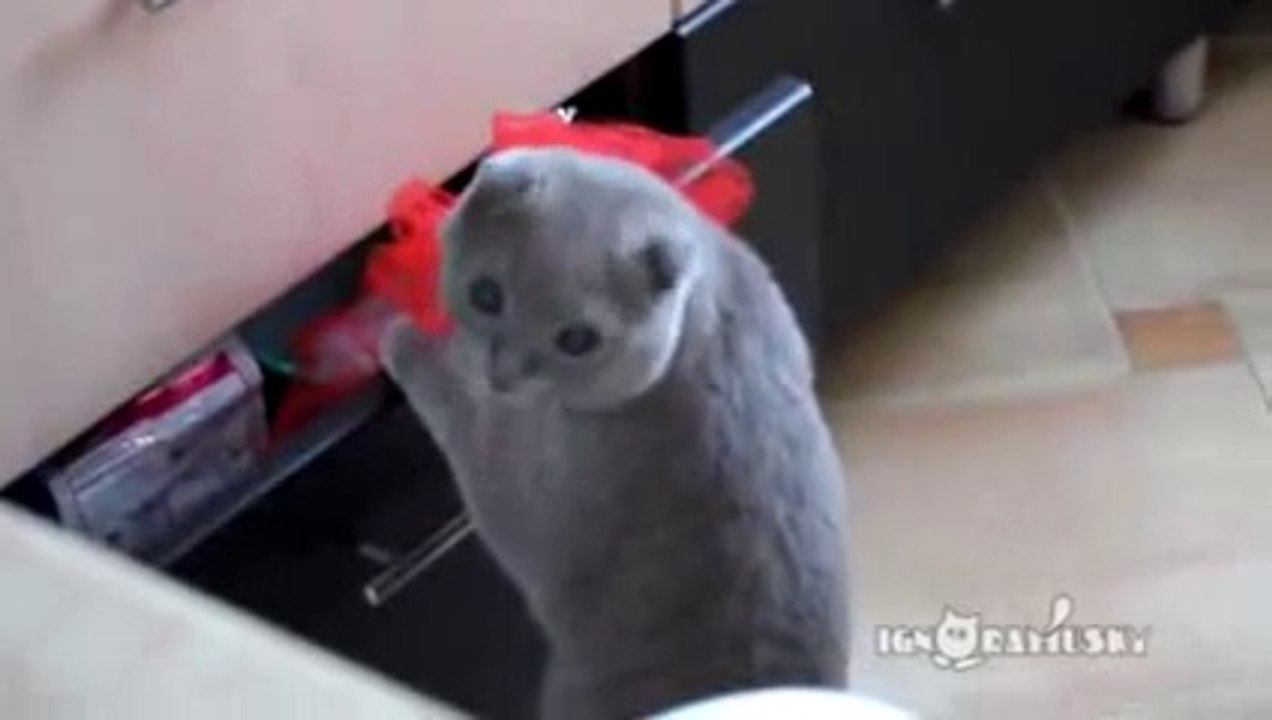 Funny Cat Got Caught in The Act