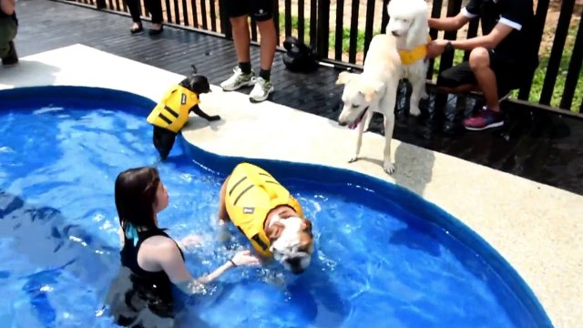 Singapur: hotel de lujo para perros