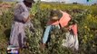Bolivia busca lograr seguridad alimentaria con soberanía