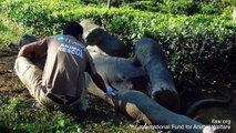 Elephant Rescued After Falling Upside-Down Into Ditch