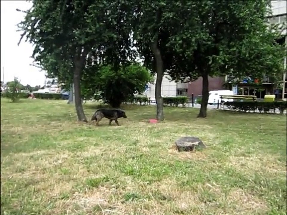 Straßenhunde von Timisoara 2011