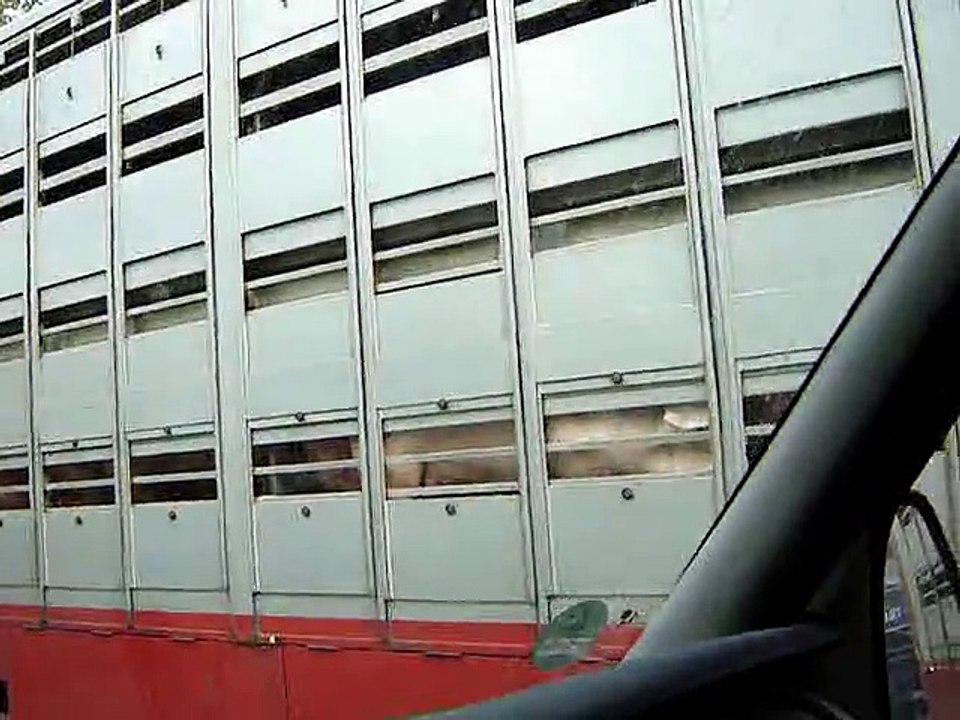 Tiertransport