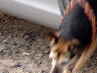 Miss Elli in Radebeul