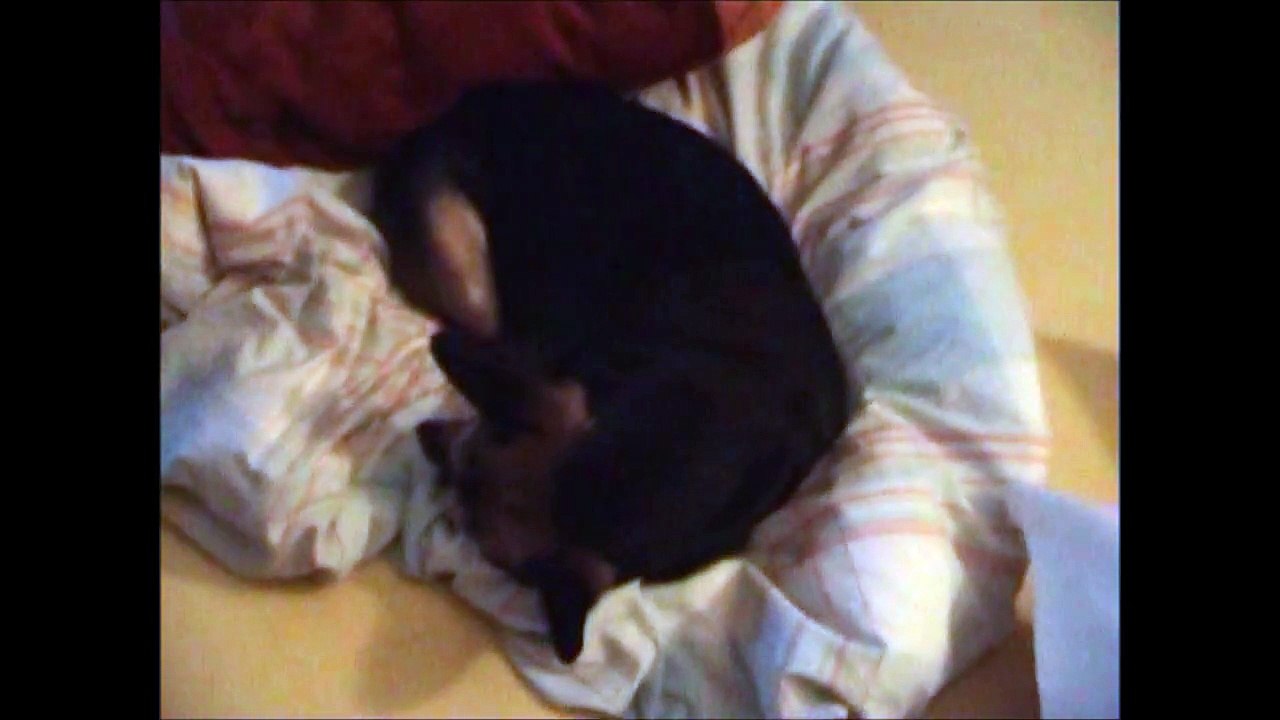 Langschläferin Elli