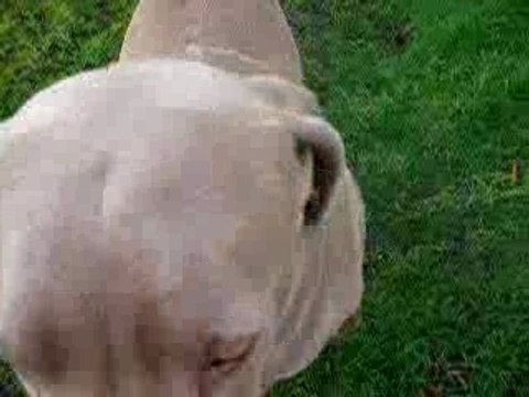 Mon chien je l'adore