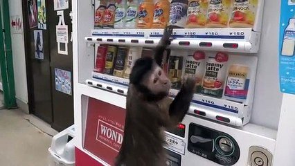FUNNY ACCIDENT VIDEOS for Fail compilation 2013 funny clips monkey buy a drink funny best vine