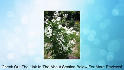 CLEMATIS "Silver Lace Vine" White  15+Perennial Seeds Review