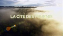 La Cité Des Fourmis