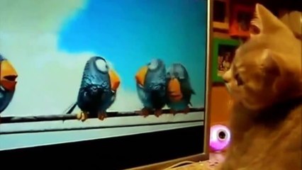 Most Hilarious Videos Of Cats 2014 - Best Funny Kitten Compilation