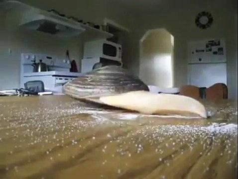 If You Pour The Salt Around A Live Mussels