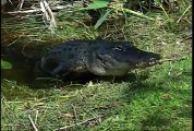 Alligators - National Park Animals for Kids
