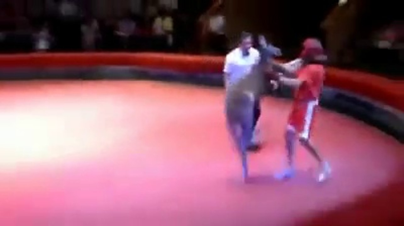 Man Vs Kangroo Boxing Match