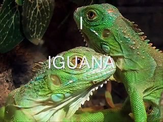 ANIMALS VIDEO FOR KIDS ,ABC ,SPANISH ,