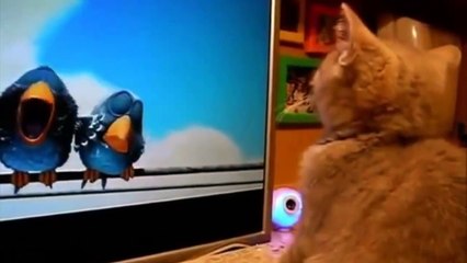 Most Hilarious Videos Of Cats 2014 - Best Funny Kitten Compilation