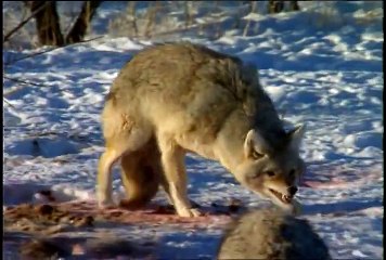 Coyote - National Park Animals for Kids