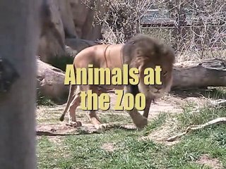Cute Zoo Animals for Kids! - Lion, Zebra and Giraffe