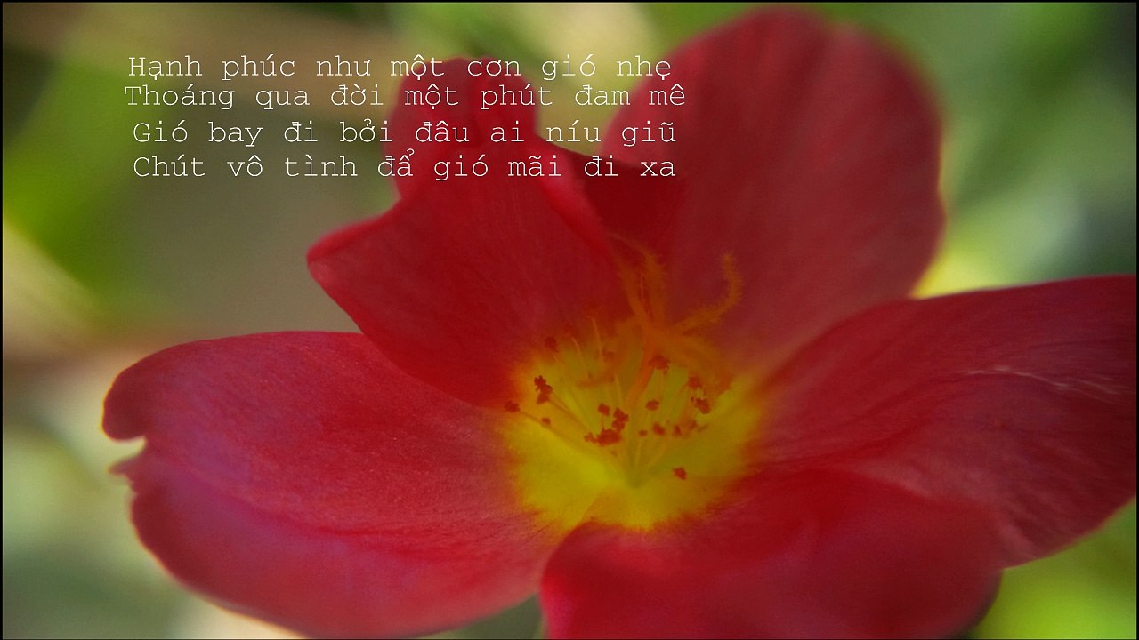 Cơn Gió Xa - La Chí Nhân