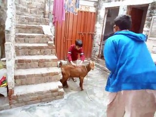 naughty boys and little lamb