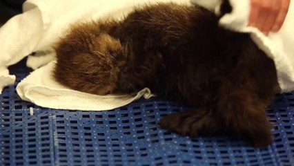 Shedd Aquarium’s New Otter Pup Is Adorable