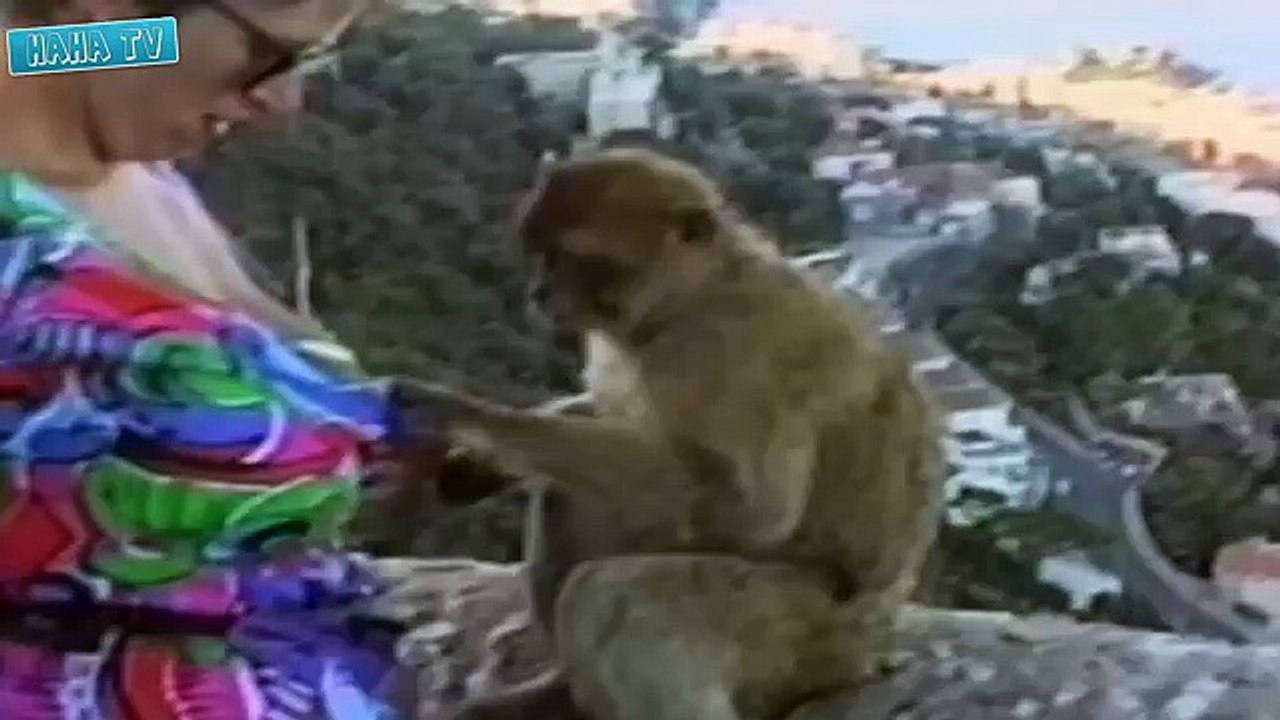 Animal Attack Funny Fail Videos