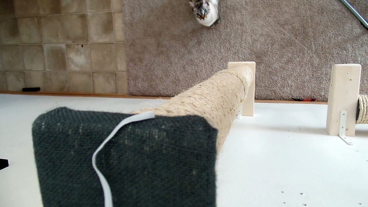 Our cat playing fetch on his Vertical Sisal Pole