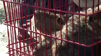 Quand les agriculteurs déversent leur colère sur des ragondins
